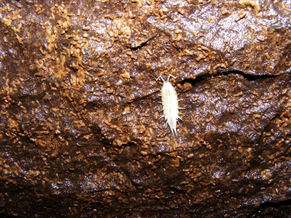 Barlangi ászka